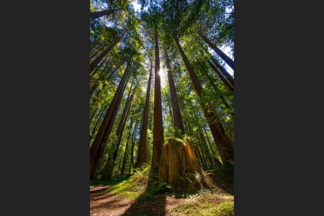 Sunlight and Redwood Trees, Mendocino County, CA