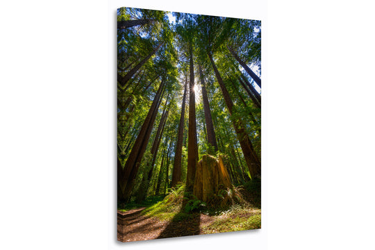 Sunlight and Redwood Trees, Mendocino County, CA - Canvas Gallery Wrap