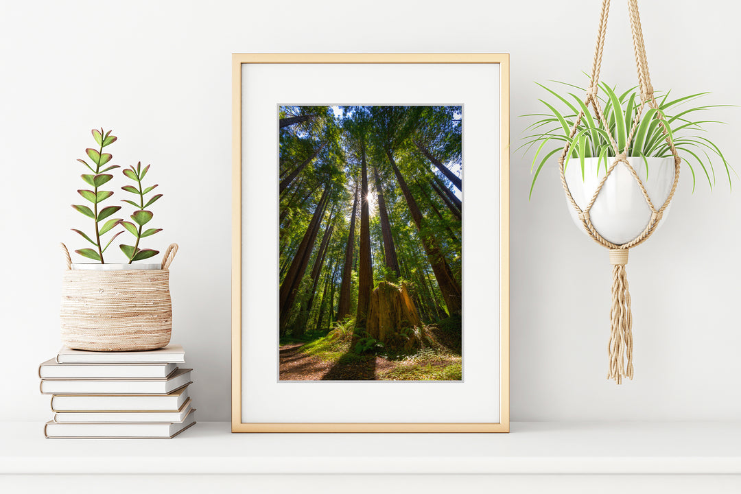 Sunlight and Redwood Trees, Mendocino County, CA - Framed Lustre Print