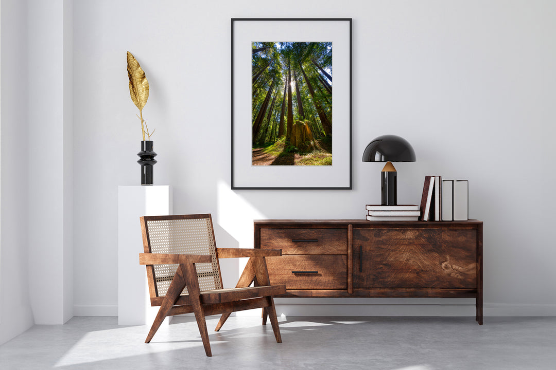 Sunlight and Redwood Trees, Mendocino County, CA - Framed Lustre Print on Wall