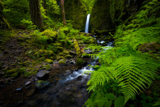 Waterfall and Ferns, Columbia River Gorge, OR