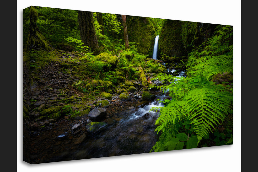 Waterfall and Ferns, Columbia River Gorge, OR - Canvas Gallery Wrap