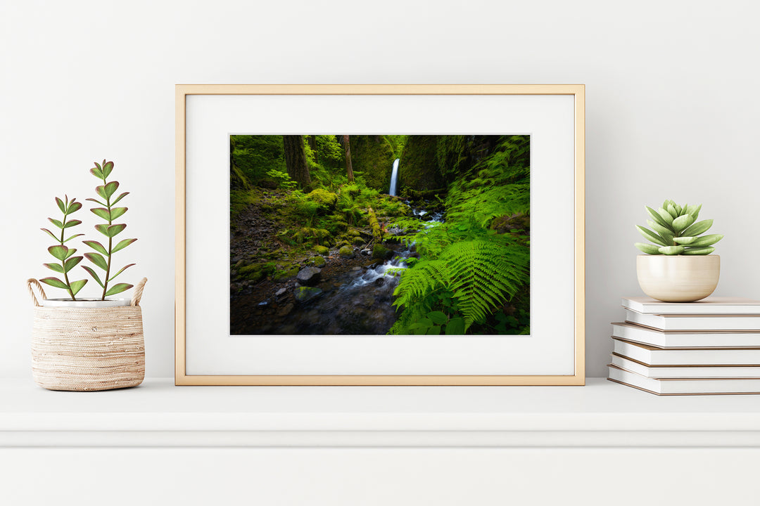 Waterfall and Ferns, Columbia River Gorge, OR - Framed Lustre Print