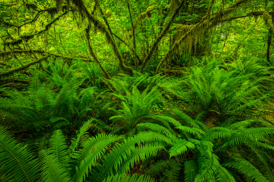 Hoh Rainforest Ferns, Olympic National Park, WA
