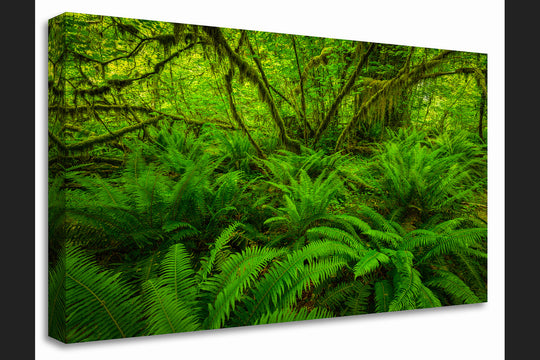 Hoh Rainforest Ferns, Olympic National Park, WA - Canvas Gallery Wrap