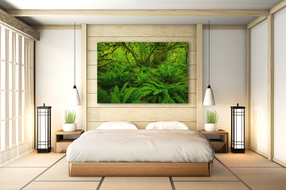 Hoh Rainforest Ferns, Olympic National Park, WA - Canvas Gallery Wrap on Wall