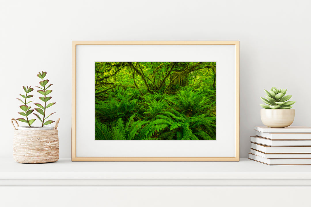 Hoh Rainforest Ferns, Olympic National Park, WA - Framed Lustre Print