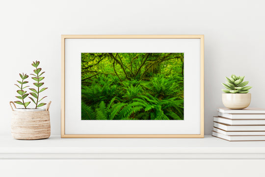 Hoh Rainforest Ferns, Olympic National Park, WA - Framed Lustre Print
