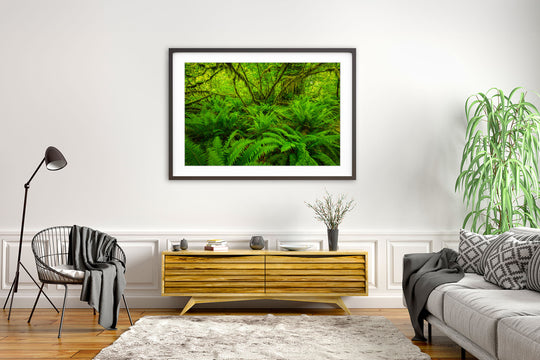 Hoh Rainforest Ferns, Olympic National Park, WA - Framed Lustre Print on Wall