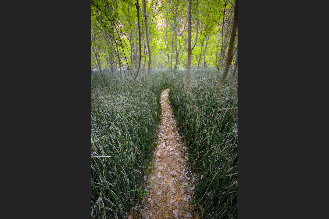 Trail through Reeds, Escalante National Monument, UT