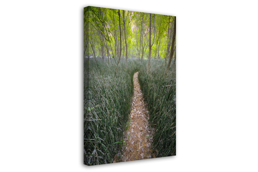 Trail through Reeds, Escalante National Monument, UT - Canvas Gallery Wrap