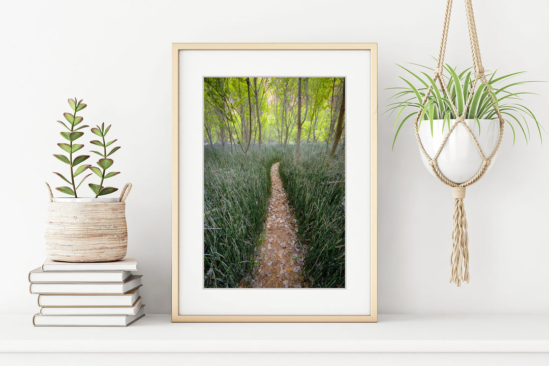 Trail through Reeds, Escalante National Monument, UT - Framed Lustre Print