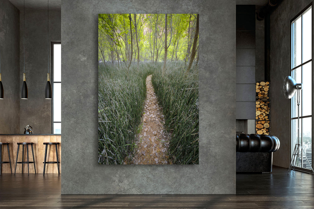 Trail through Reeds, Escalante National Monument, UT - Metal Print
