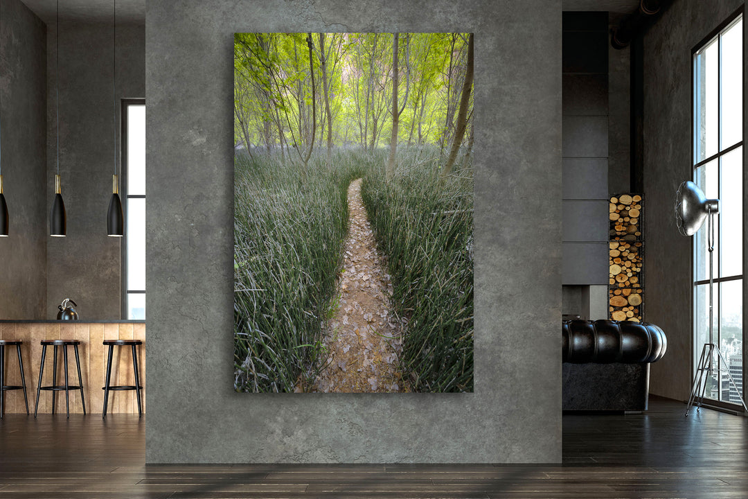 Trail through Reeds, Escalante National Monument, UT - Metal Print