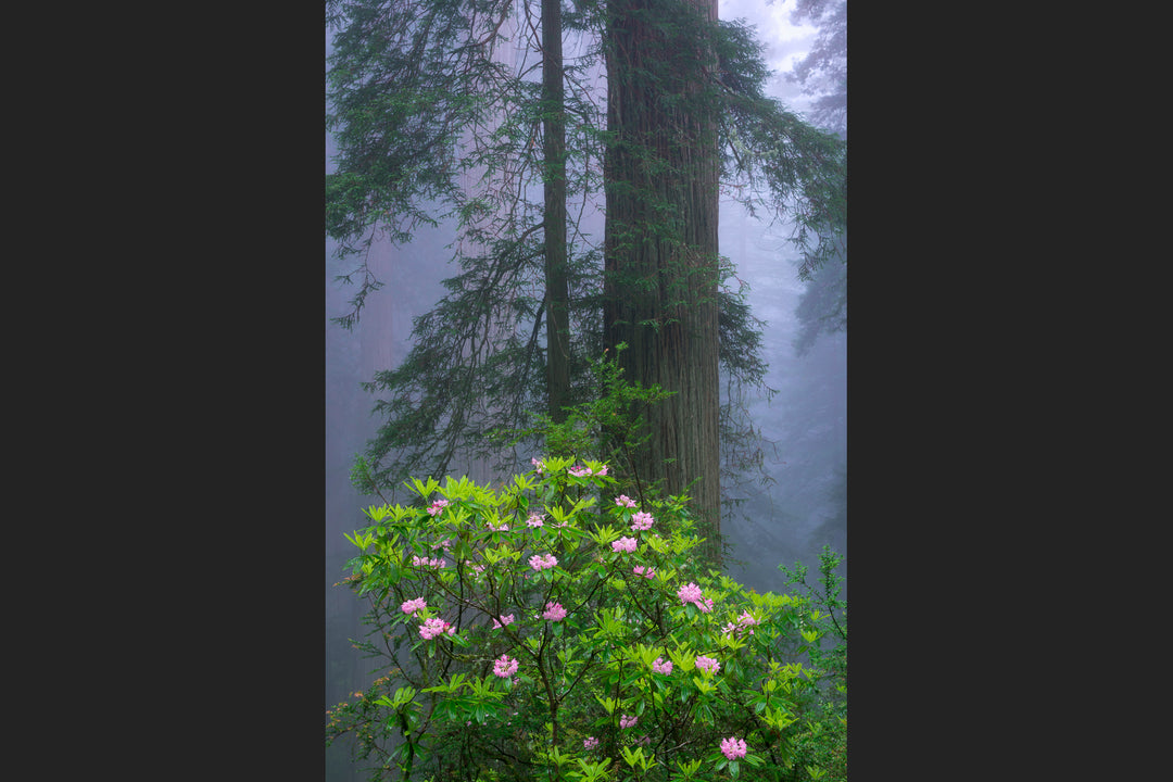 Redwoods and Rhododendrons, Crescent City, CA