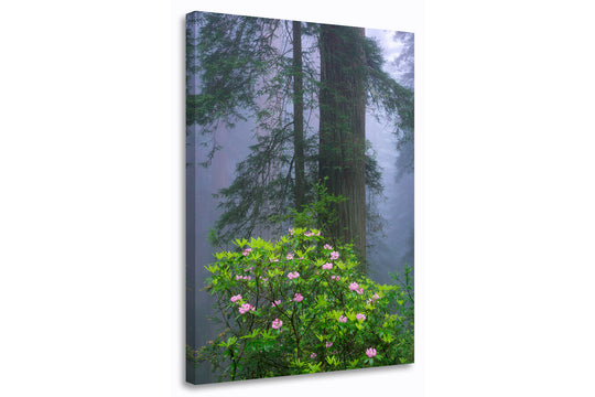Redwoods and Rhododendrons, Crescent City, CA - Canvas Gallery Wrap