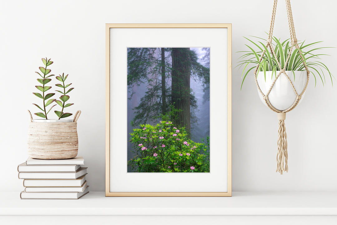 Redwoods and Rhododendrons, Crescent City, CA - Framed Lustre Print