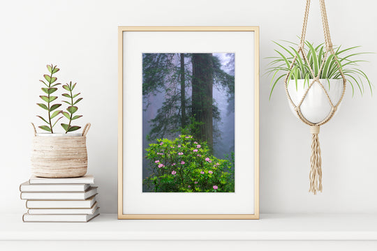 Redwoods and Rhododendrons, Crescent City, CA - Framed Lustre Print