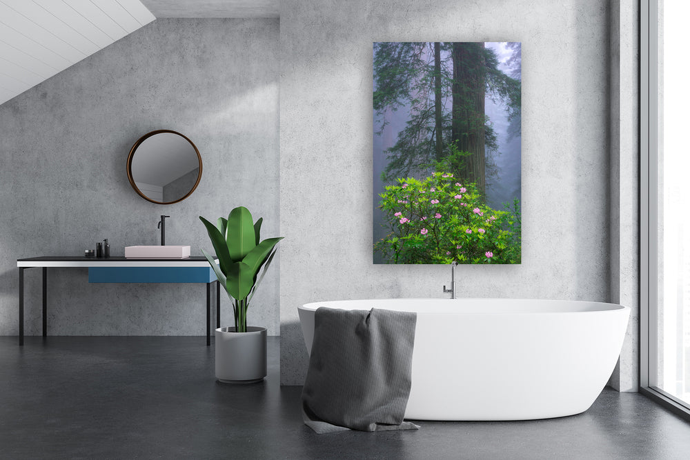 Redwoods and Rhododendrons, Crescent City, CA - Metal Print