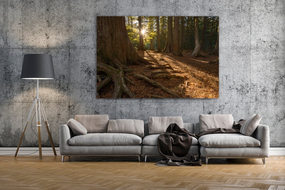 Sunshine and Cedar Forest, Glacier National Park, MT - Metal Print
