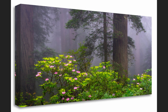 Redwoods and Rhododendrons, Crescent City, CA - Canvas Gallery Wrap