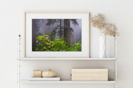 Redwoods and Rhododendrons, Crescent City, CA - Framed Lustre Print