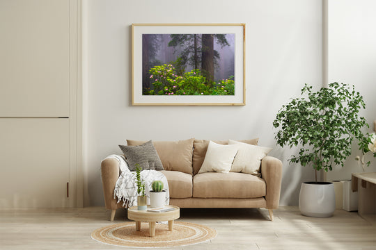 Redwoods and Rhododendrons, Crescent City, CA - Framed Lustre Print on Wall