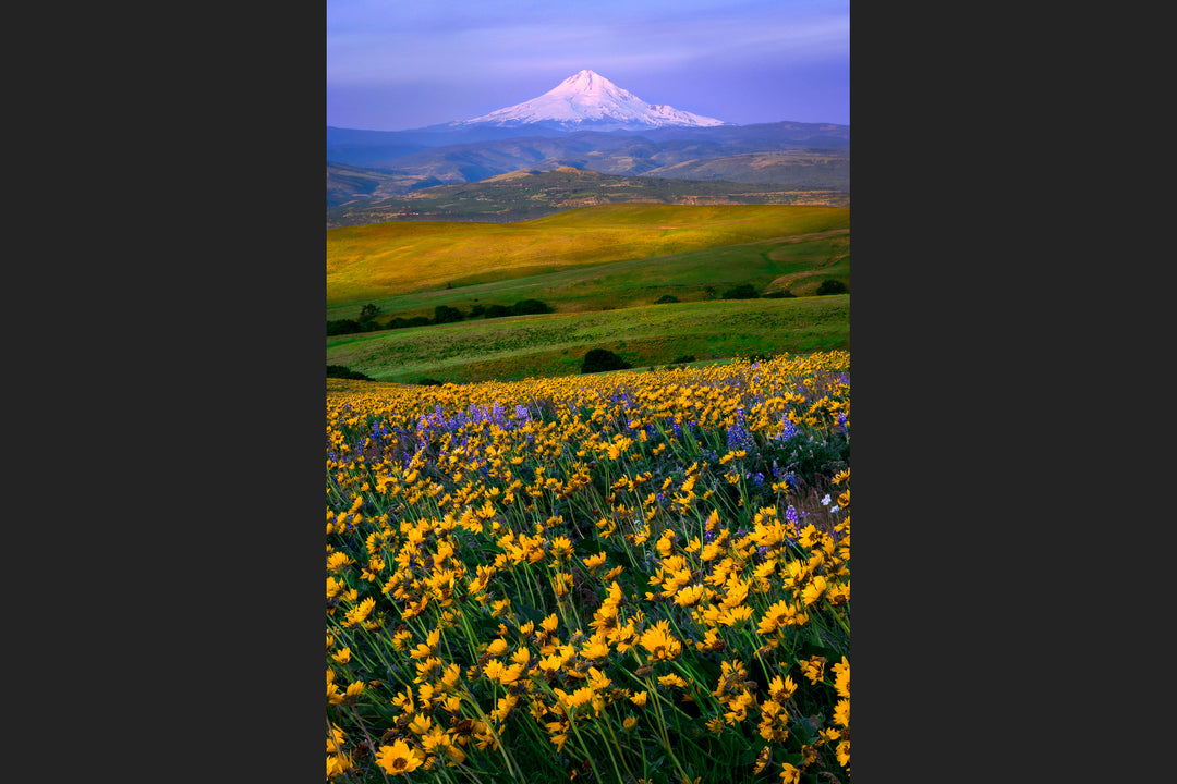 Balsamroot Field and Mount Hood from Columbia Hills, WA