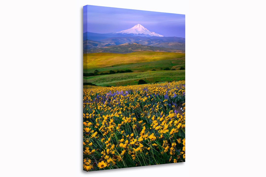 Balsamroot Field and Mount Hood from Columbia Hills, WA - Canvas Gallery Wrap