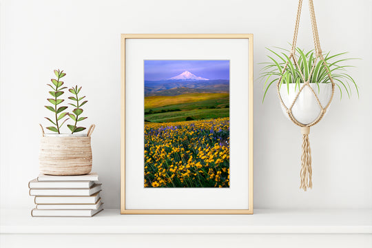 Balsamroot Field and Mount Hood from Columbia Hills, WA - Framed Lustre Print
