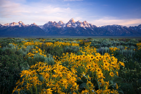 Teton Range and Wildflowers, Wyoming (Horizontal)