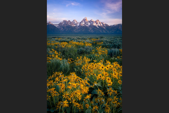 Teton Range and Wildflowers, Wyoming (Vertical)