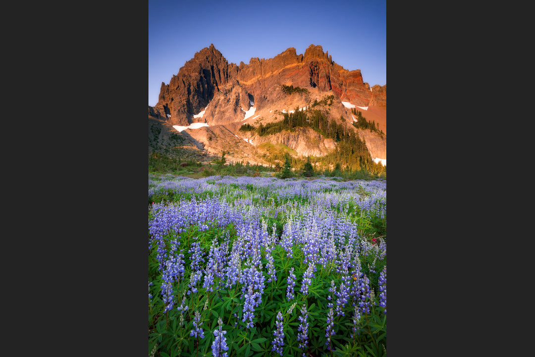 Three Fingered Jack and Lupine Fields, OR
