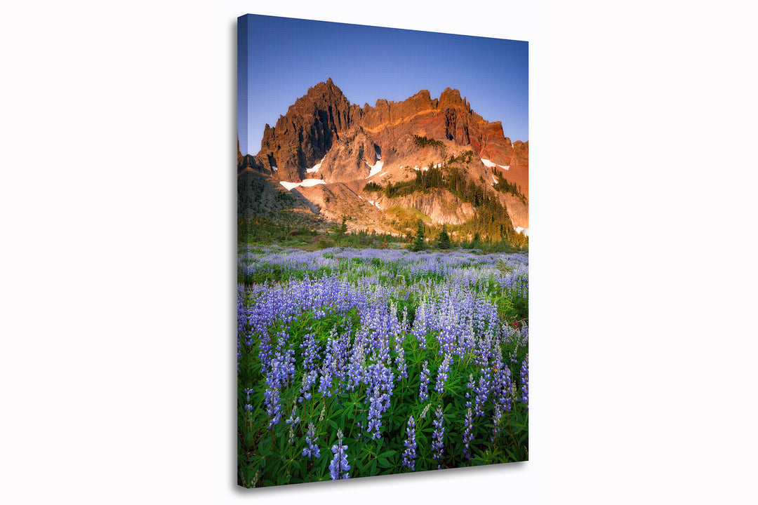 Three Fingered Jack and Lupine Fields, OR - Canvas Gallery Wrap