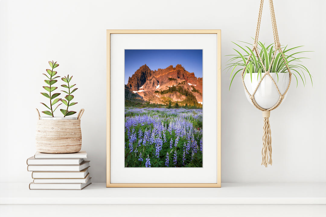 Three Fingered Jack and Lupine Fields, OR - Framed Lustre Print