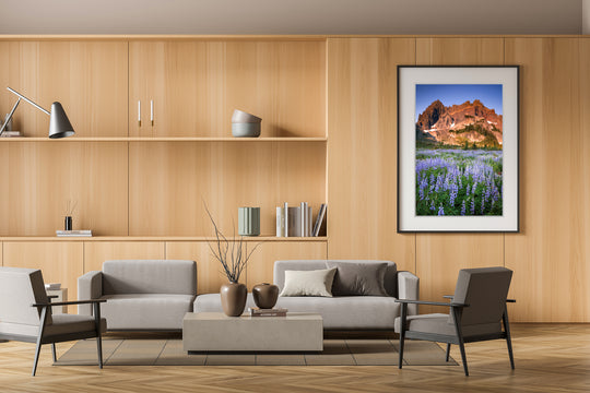Three Fingered Jack and Lupine Fields, OR - Framed Lustre Print on Wall