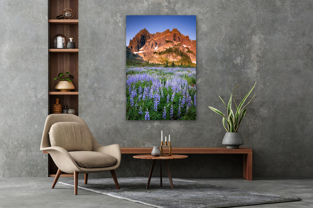 Three Fingered Jack and Lupine Fields, OR - Metal Print