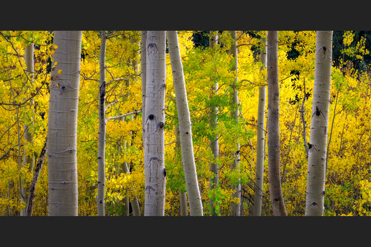 The First Autumn Collection #1, Aspen, Colorado