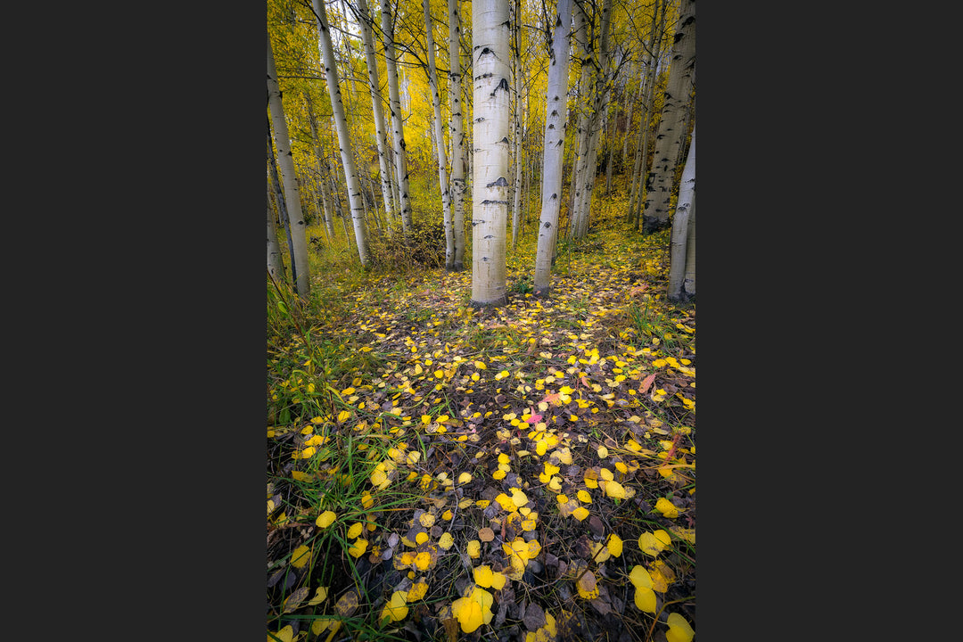 Aspen, Colorado Fall Colors