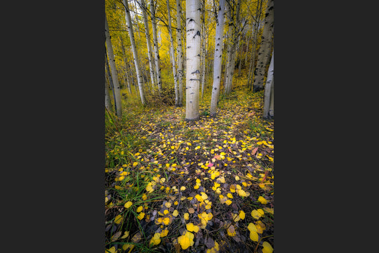 Aspen, Colorado Fall Colors