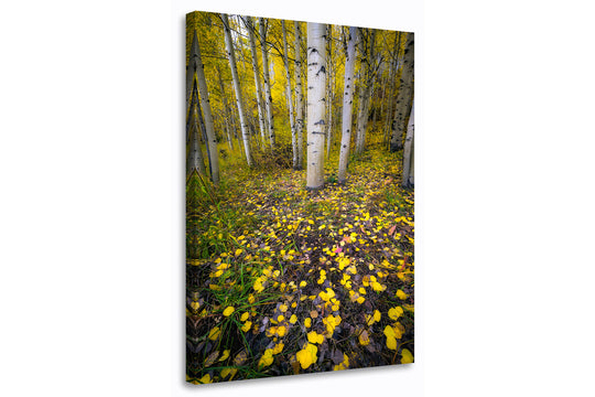 Aspen, Colorado Fall Colors - Canvas Gallery Wrap