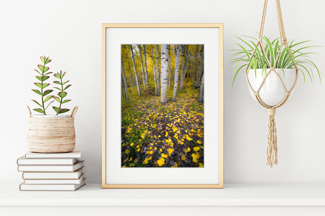 Aspen, Colorado Fall Colors - Framed Lustre Print