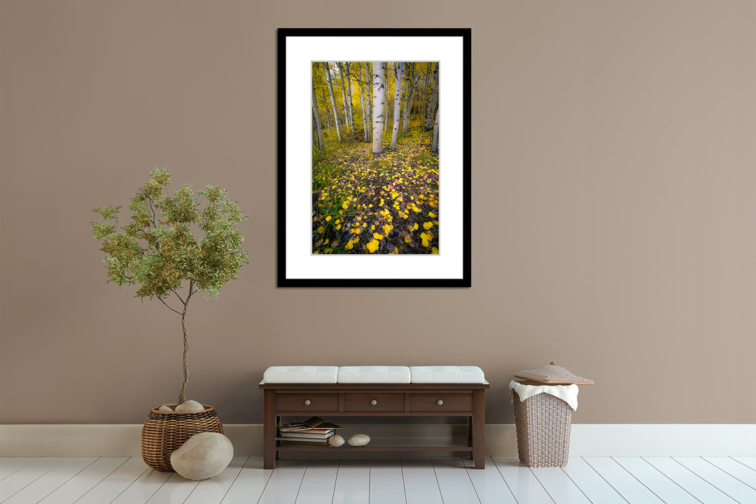 Aspen, Colorado Fall Colors - Framed Lustre Print on Wall