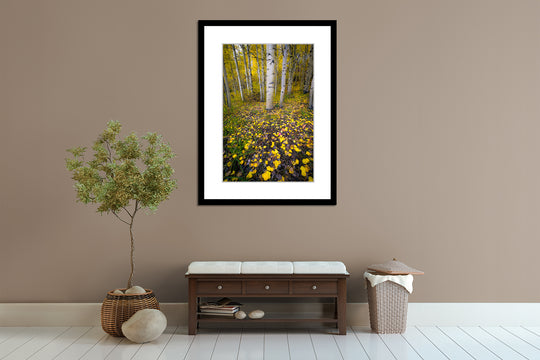 Aspen, Colorado Fall Colors - Framed Lustre Print on Wall