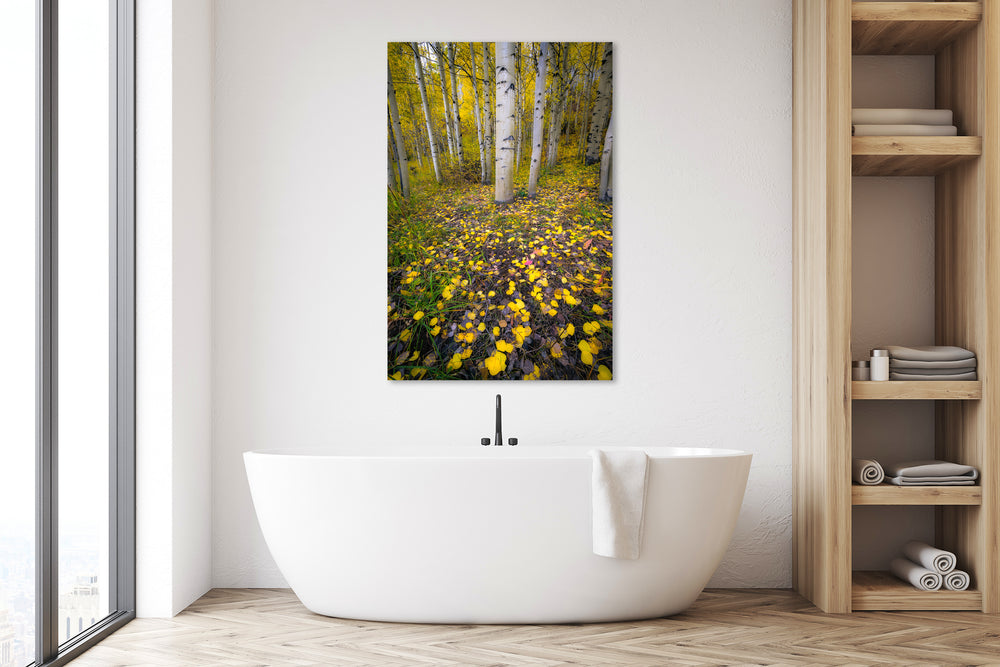 Aspen, Colorado Fall Colors - Metal Print
