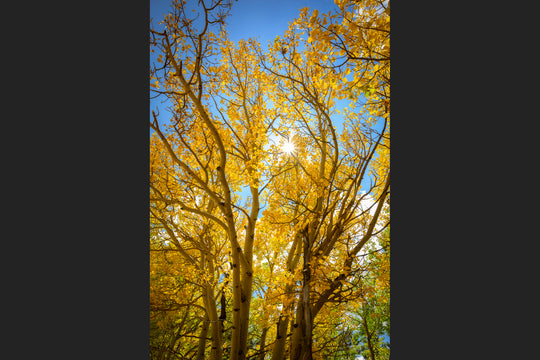 Autumn Colors and Sunstar, Breckenridge, Colorado