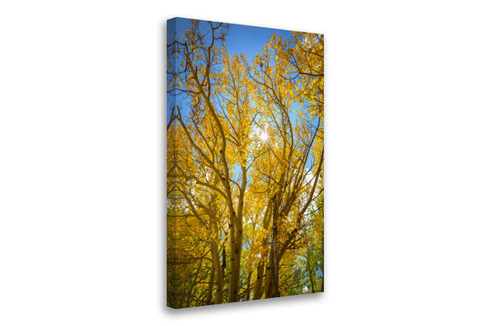 Autumn Colors and Sunstar, Breckenridge, Colorado - Canvas Gallery Wrap