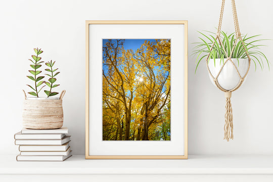 Autumn Colors and Sunstar, Breckenridge, Colorado - Framed Lustre Print