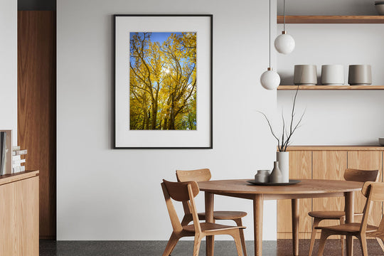 Autumn Colors and Sunstar, Breckenridge, Colorado - Framed Lustre Print on Wall