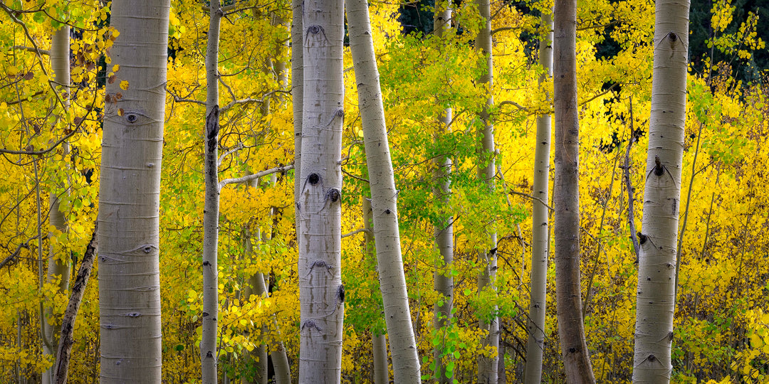 Aspen, Colorado Fall Colors Panoramic